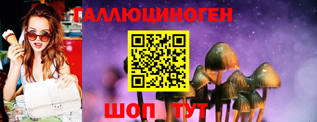 Галлюциногенные грибы Psilocybe Гурьевск